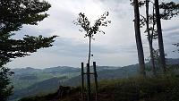  7. August 2013 - ein regnerischer Tag bei Samuels Ginko